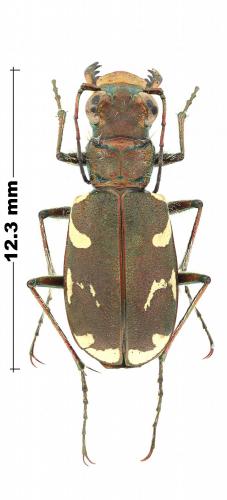 Réf. 220 871 : Cicindela sahlbergii